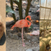 伊豆仙人掌動物公園必看亮點：超萌水豚君近距離特寫、粉紅火烈鳥與壯觀的金字塔仙人掌大溫室造景。